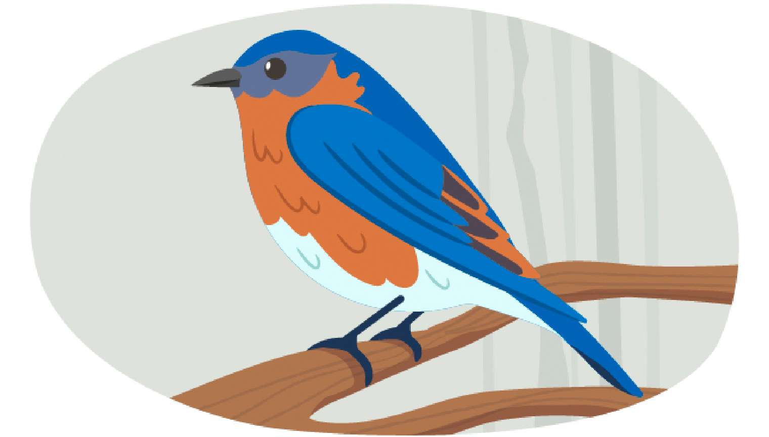 tvo illustration bluebird